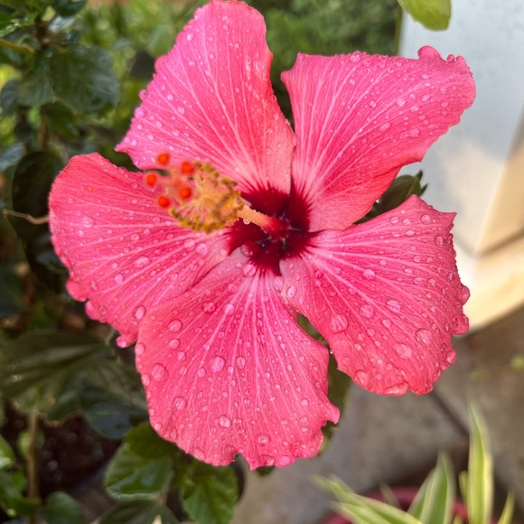 🌸 🌺 - Picture 3 of 16